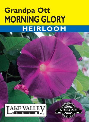 Morning Glory Grandpa Ott