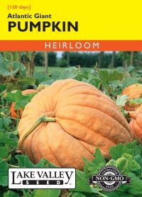 Pumpkin Atlantic Giant