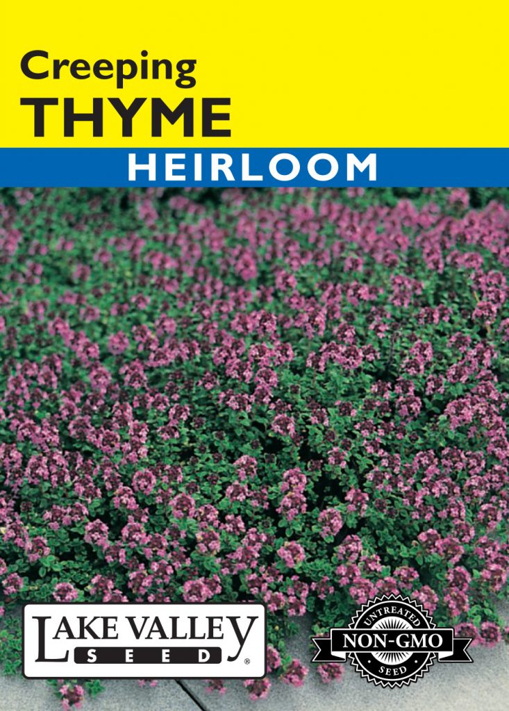 Graines Thym Serpolet - 200 Graines - Plante Aromatique Et Couvre-Sol