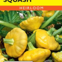 Squash (Summer) Golden Scallop Yellow