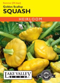 Squash (Summer) Golden Scallop Yellow