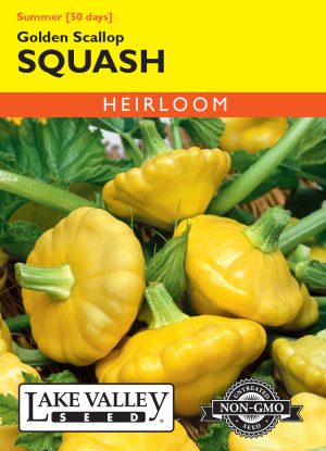 Squash (Summer) Golden Scallop Yellow