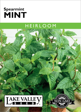 Mint spearmint 194