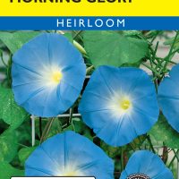 Morning Glory Heavenly Blue