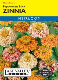 Zinnia Peppermint Stick