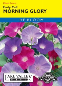 Morning Glory Early Call Mixed Colors – Item #198