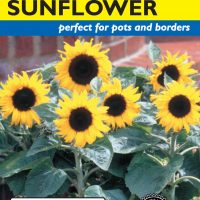 Sunflower Junior Yellow