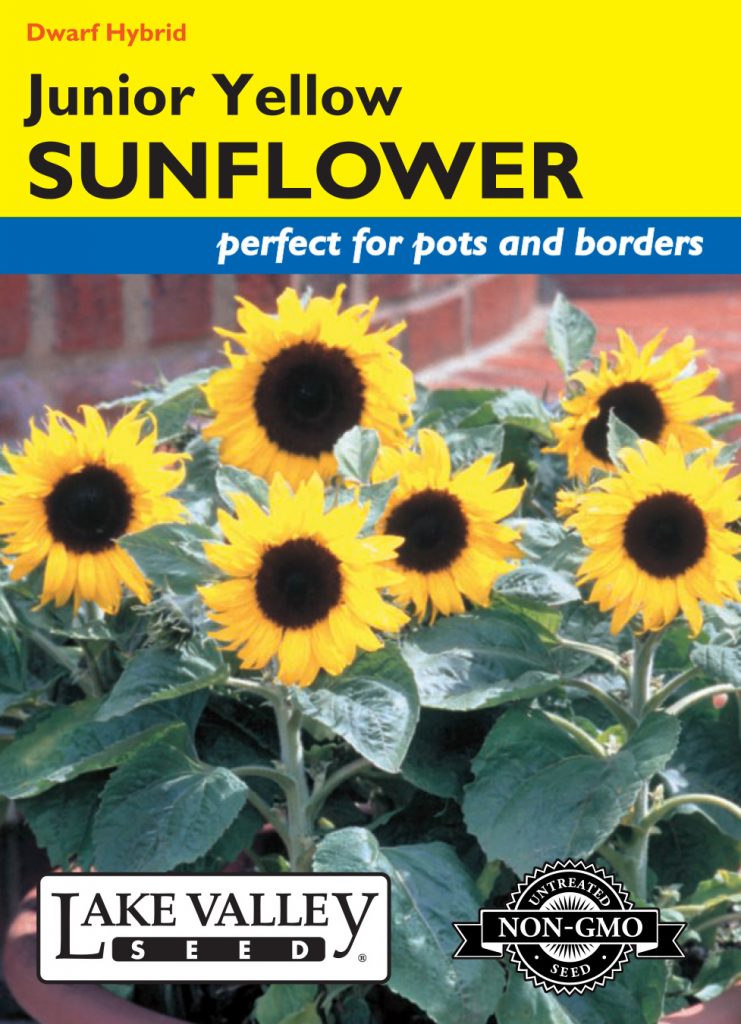 Sunflower Junior Yellow Hybrid (Pollenless) Item 1980 Lake Valley Seed