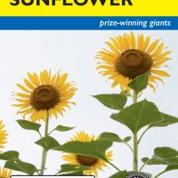 Sunflower American Giant Yellow