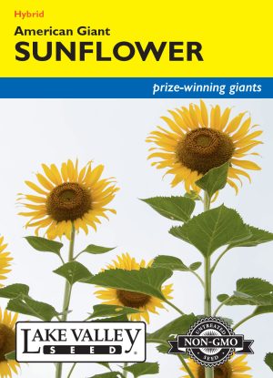 Sunflower American Giant Yellow