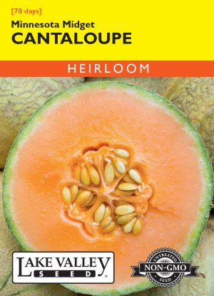 Cantaloupe Minnesota Midget