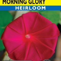 Morning Glory Scarlet O'Hara