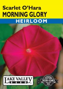 Morning Glory Scarlet O’Hara – Item #199