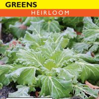 Mustard Greens Florida Broadleaf