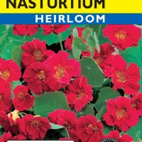 Nasturtium Cherry Rose