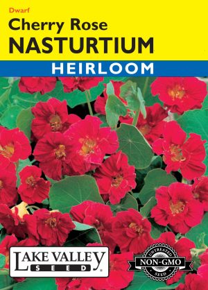 Nasturtium Cherry Rose
