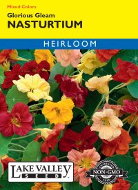 Nasturtium Glorious Gleam