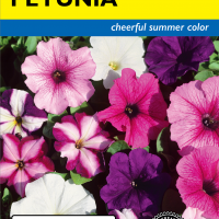 Petunia Dwarf Mix