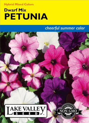 Petunia Dwarf Mix