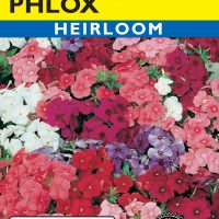Phlox Beauty Mixed Colors