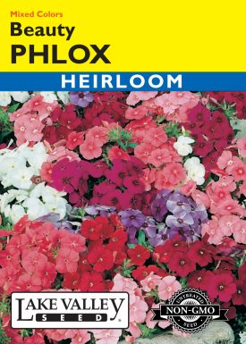 Phlox Beauty Mixed Colors