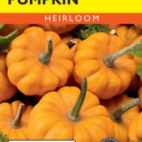 Pumpkin Jack Be Little