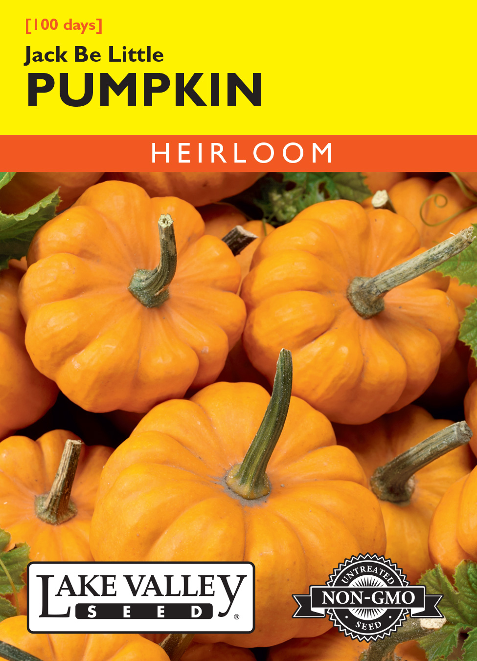 Jack Be Little Miniature Pumpkin Seeds - 15 Non-GMO Seeds, Tiny Decorative Pumpkins