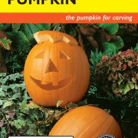 Pumpkin Jack O'Lantern