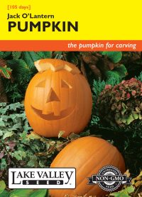 Pumpkin Jack O'Lantern