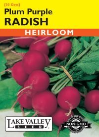Radish Plum Purple