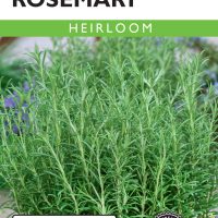 Rosemary French - Item #263