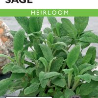 Sage Broadleaf - Item #267