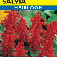 Salvia St. John's Fire