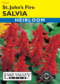 Salvia St. John's Fire
