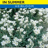 Snow In Summer (Cerastium)