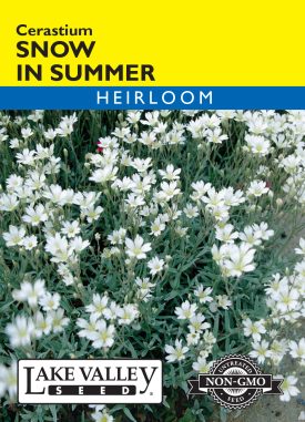 Snow In Summer (Cerastium)