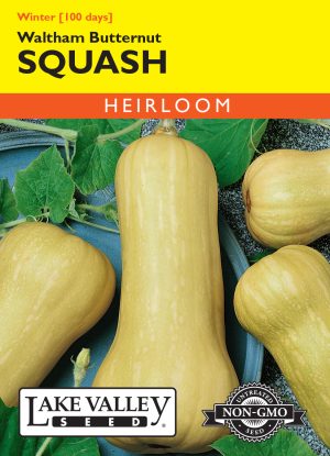 Squash (Winter) Waltham Butternut