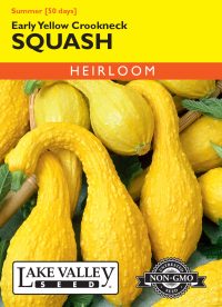 Squash (Summer) Early Yellow Crookneck