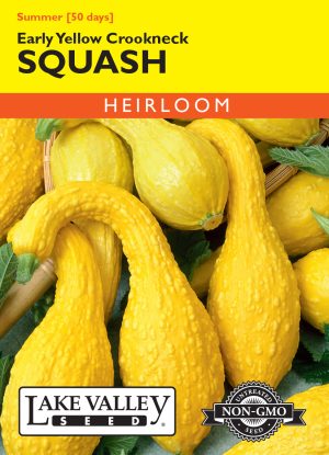Squash (Summer) Early Yellow Crookneck