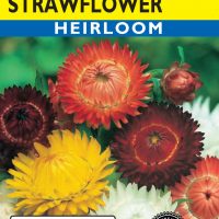 Strawflower Tall Mixed Colors
