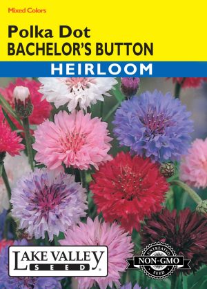 Bachelor's Button Polka Dot