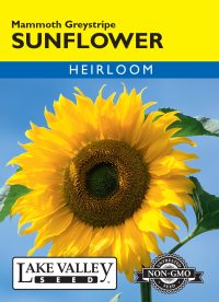 Sunflower Mammoth Greystripe