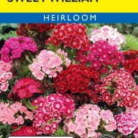 Sweet William Single