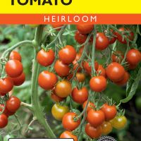 Tomato (Pole) Red Cherry
