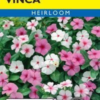 Vinca Rosea (Periwinkle)