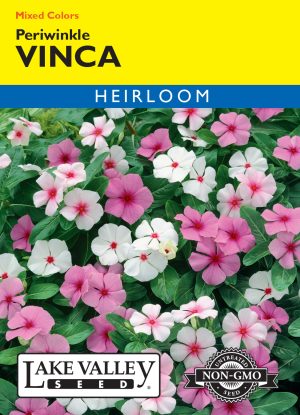 Vinca Rosea (Periwinkle)