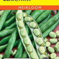 Bean Fava Broad Windsor