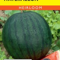 Watermelon Sugar Baby