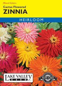 Zinnia Cactus Flowered