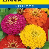 Zinnia California Giants